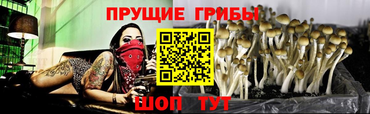 Галлюциногенные грибы Cubensis Нерюнгри